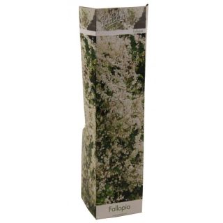 Compra FALLOPIA (1 Unid.) en la tienda online Fito Agrícola