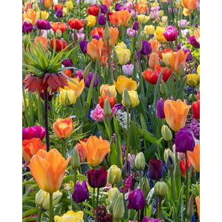 Compra FESTIVAL OF COLOURS (100 Unid.). en la tienda online Fito Agrícola