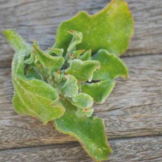 Compra ICE PLANT BABY LEAF (500 Semillas). en la tienda online Fito Agrícola