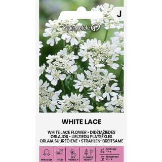 Compra FLOR DE ENCAJE BLANCO (0,4 gr. - Cerca de 25 Semillas). en la tienda online Fito Agrícola