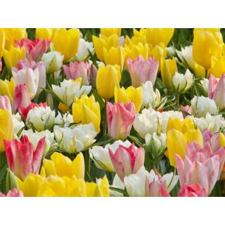 Compra FOSTERIANA BEAUTIES (100 Unid.). en la tienda online Fito Agrícola