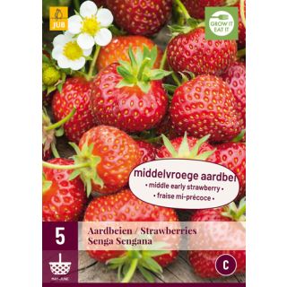 Compra FRESA SENGA SENGANA en la tienda online Fito Agrícola