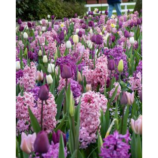 Compra FRAGRANT SURPRISE (100 Unid.). en la tienda online Fito Agrícola