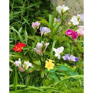 Compra FREESIA SIMPLE MIX (100 Unid.). en la tienda online Fito Agrícola