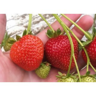 Compra FRESA AMANDINE (600 Estolones) en la tienda online Fito Agrícola