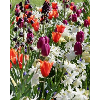 Compra FRESH SPRING (100 Unid.). en la tienda online Fito Agrícola