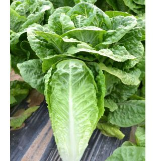 Compra LECHUGA FREYA Pildorada (25.000 Semillas) en la tienda online Fito Agrícola