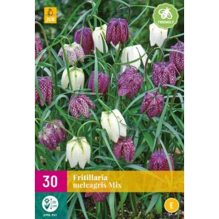 Compra FRITILLARIA MELEAGRIS MIX XXL en la tienda online Fito Agrícola