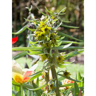 Compra FRITILLARIA GREEN EYES (10 Unid.). en la tienda online Fito Agrícola