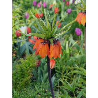 Compra FRITILLARIA IMPERIALIS AURORA (10 Unid.). en la tienda online Fito Agrícola