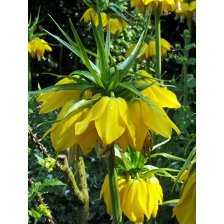 Compra FRITILLARIA IMPERIALIS MAXIMA LUTEA (10 Unid.). en la tienda online Fito Agrícola