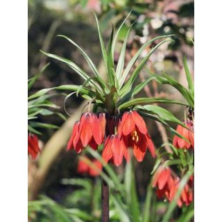 Compra FRITILLARIA IMPERIALIS RED BEAUTY (10 Unid.). en la tienda online Fito Agrícola