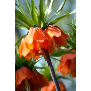 Compra FRITILLARIA IMPERIALIS RUBRA MAXIMA (10 Unid.). en la tienda online Fito Agrícola