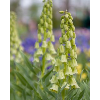 Compra FRITILLARIA PERSICA IVORY BELLS (10 Unid.). en la tienda online Fito Agrícola