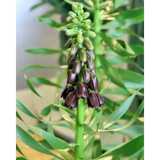 Compra FRITILLARIA PERSICA PURPLE DYNAMITE (10 Unid.). en la tienda online Fito Agrícola
