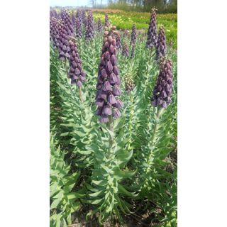 Compra FRITILLARIA PERSICA PURPLE FAVORITE (10 Unid.). en la tienda online Fito Agrícola
