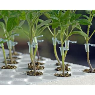 Compra TOMATE FULLPRO F1 Vilsem (5.000 Semillas) en la tienda online Fito Agrícola