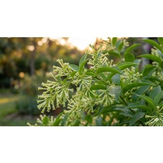 Compra GALAN DE NOCHE (84 Plantas) en la tienda online Fito Agrícola