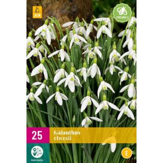 Compra GALANTHUS ELWESII XXL en la tienda online Fito Agrícola