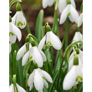 Compra GALANTHUS NIVALIS (100 Unid.). en la tienda online Fito Agrícola