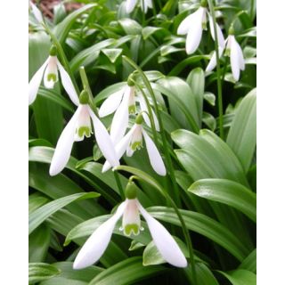 Compra GALANTHUS WORONOWII (100 Unid.). en la tienda online Fito Agrícola