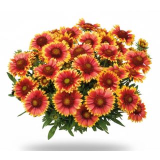 Compra GALLARDIA ARIZONA SUN (240 Plantas). en la tienda online Fito Agrícola