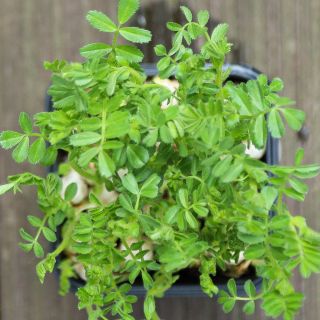 Compra GARBANZO MICROGREENS (5 Kgr.). en la tienda online Fito Agrícola