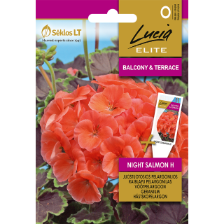 Compra GERANIO NIGHT SALMON F1 (7 Semillas). en la tienda online Fito Agrícola