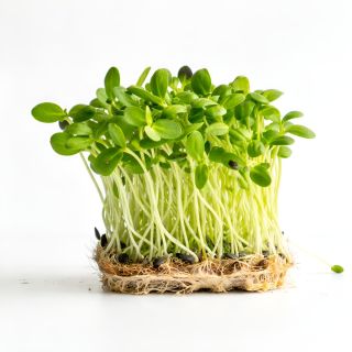 Compra GIRASOL MICROGREENS ECOLÓGICO (5 Kgr.). en la tienda online Fito Agrícola