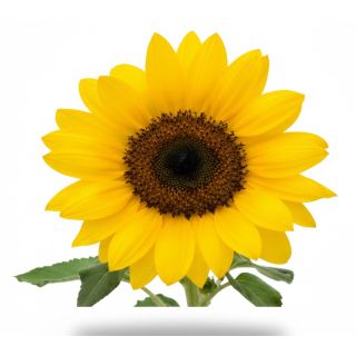 Compra GIRASOL BERT (144 Plantas). en la tienda online Fito Agrícola