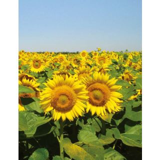 Compra GIRASOL FORTASOL F1 (150.000 Semillas) en la tienda online Fito Agrícola