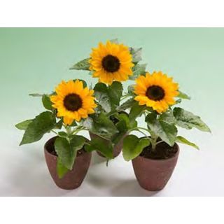 Compra GIRASOL SMILEY F1 (1000 Semillas). en la tienda online Fito Agrícola