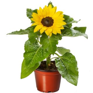 Compra GIRASOL SUNSATION YELLOW SPIRIT Peliculada (1000 Semillas). en la tienda online Fito Agrícola