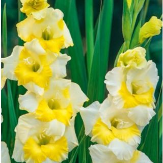 Compra GLADIOLO BUGGY (100 Unid.). en la tienda online Fito Agrícola