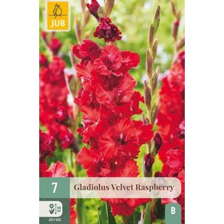 Compra GLADIOLUS VELVET RASPBERRY en la tienda online Fito Agrícola