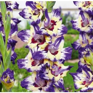 Compra GLADIOLO CIRCUS COLOR (100 Unid.). en la tienda online Fito Agrícola