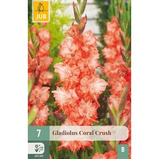 Compra GLADIOLO CORAL CRUSH en la tienda online Fito Agrícola