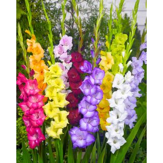 Compra GLADIOLO LARGE FLOWERING MIX (100 Unid.). en la tienda online Fito Agrícola
