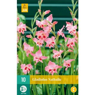 Compra GLADIOLO NATHALIE en la tienda online Fito Agrícola
