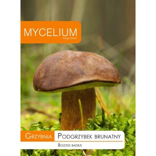 Compra MICELIO BOLETO CASTAÑO Boletus badius (10 gr.) en la tienda online Fito Agrícola