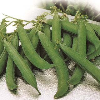 Compra GUISANTE MAESTRO (1 Kgr.) en la tienda online Fito Agrícola