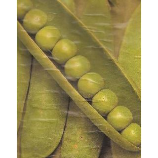 Compra GUISANTE ONWARD (1 Kgr.) en la tienda online Fito Agrícola