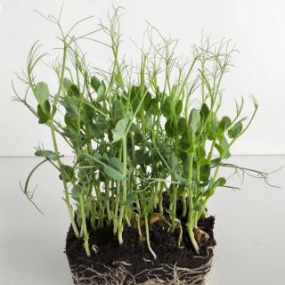 Compra GUISANTE MICROGREENS (5 Kgr.). en la tienda online Fito Agrícola