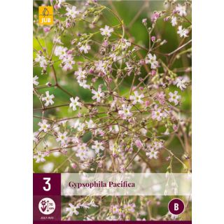 Compra GYPSOPHILA PACIFICA en la tienda online Fito Agrícola