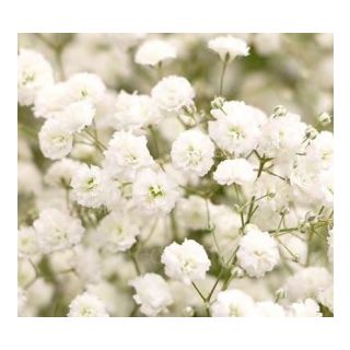 Compra GYPSOPHILA SNOWFLLAKE DOBLE BLANCO (10 gr.). en la tienda online Fito Agrícola