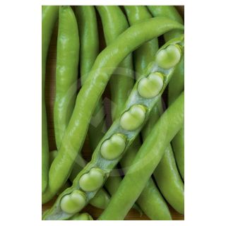 Compra HABA LUZ DE OTOÑO (25 Kgr.). en la tienda online Fito Agrícola