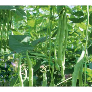 Compra JUDÍA HACIENDA (1.000 Semillas) en la tienda online Fito Agrícola