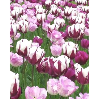 Compra HARMONY OF PURPLES (100 Unid.). en la tienda online Fito Agrícola