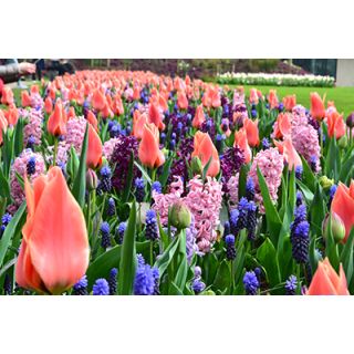 Compra HAVE PLEASANT DREAMS (100 Unid.) en la tienda online Fito Agrícola