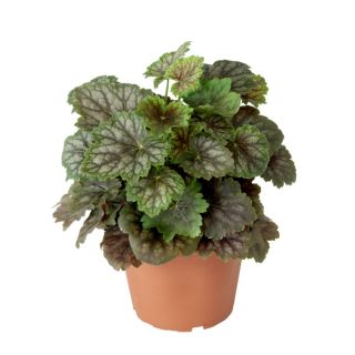 Compra HEUCHERA MARVELOUS MARBLE (1000 Semillas). en la tienda online Fito Agrícola